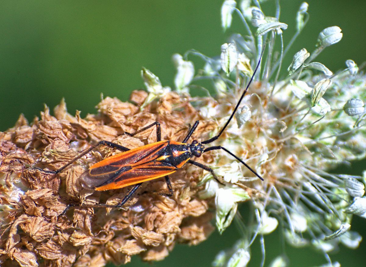 Leptopterna dolabrata ? S, maschio